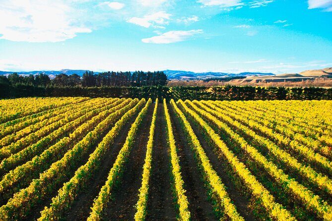 Lyttelton Shore Excursion - City Highlights & Waipara Wine Tour - Key Points