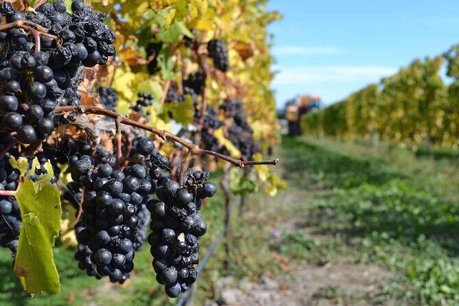 Lyttelton Shore Excursion - City Highlights & Waipara Wine Tour - FAQ
