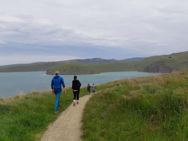 Lyttelton: Shore Excursion, Godley Head, Guided Walk - Practical Tips for Travelers