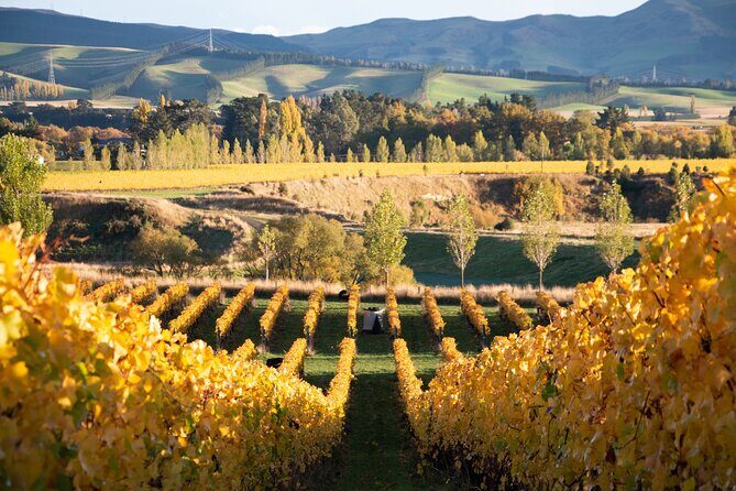 Lyttelton Shore Excursion: Waipara Valley Wine Tour with Lunch - The Sum Up