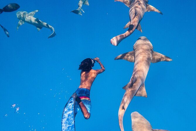 Maafushi: Ship wreck & Nurse shark snorkeling with Dolphin watching - An Overview of the Tour Experience