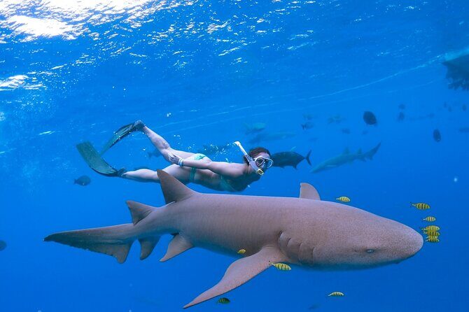 Maafushi: Ship wreck & Nurse shark snorkeling with Dolphin watching - Final Thoughts: Is This Tour for You?