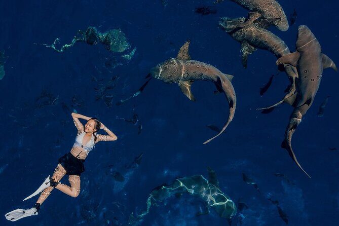 Maafushi: Ship wreck & Nurse shark snorkeling with Dolphin watching - FAQs