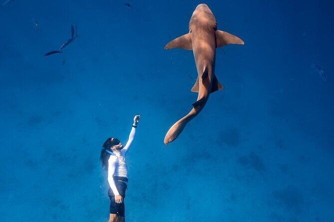Maafushi: Ship wreck & Nurse shark snorkeling with Dolphin watching - Final Word