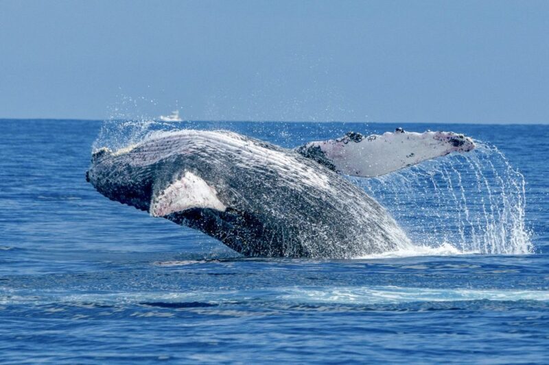 Ma'alaea Harbor: Whale Watching Tour Aboard Power Catamaran - A Detailed Look at the Whale Watching Experience
