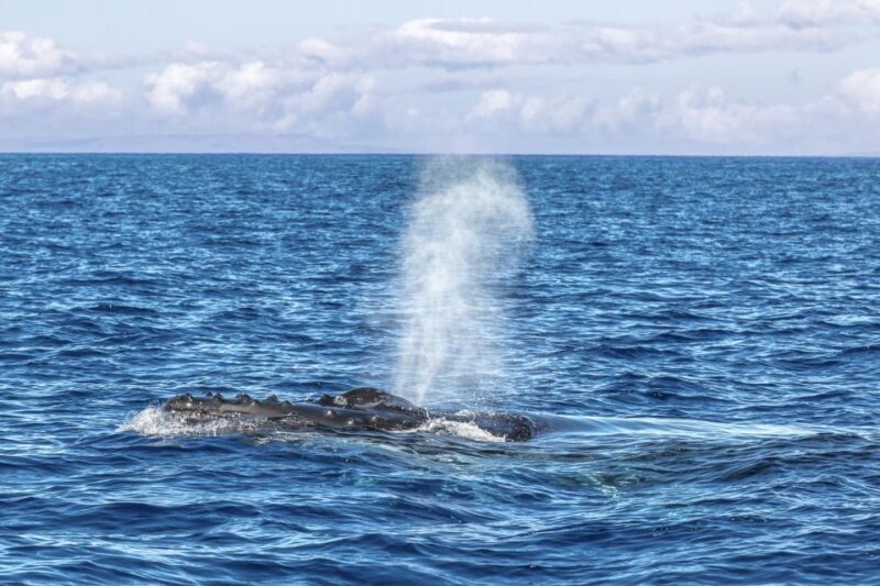 Ma'alaea Harbor: Whale Watching Tour Aboard Power Catamaran - FAQs