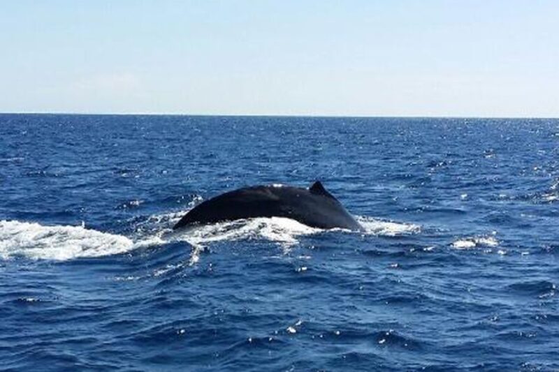 Maalaea: Small Group 2-Hour Whale Watch Experience - FAQ