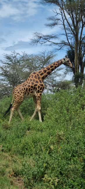 Maasai Mara: 3-Day Camping Safari. AW - The Experience Provider: Jae Travel Expeditions