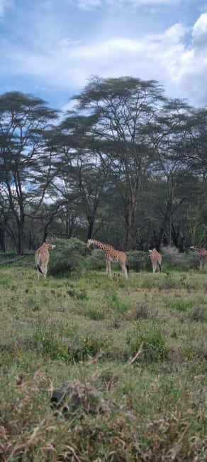 Maasai Mara: 3-Day Camping Safari. AW - Who Should Consider This Tour?