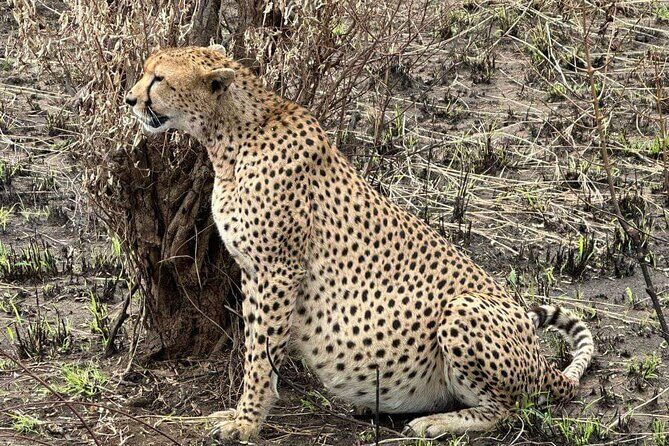 Maasai Mara Day Trip - The Experience’s Pros and Cons