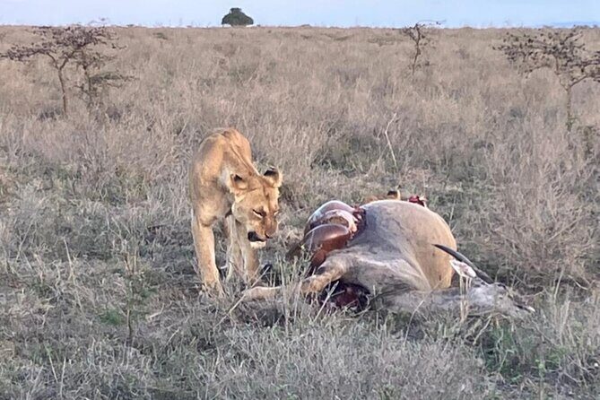 Maasai Mara Day Trip From Nairobi - Final Thoughts