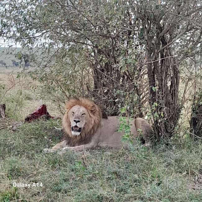 Maasai Mara day trip with pickup from Nairobi - Who Should Consider This Tour?