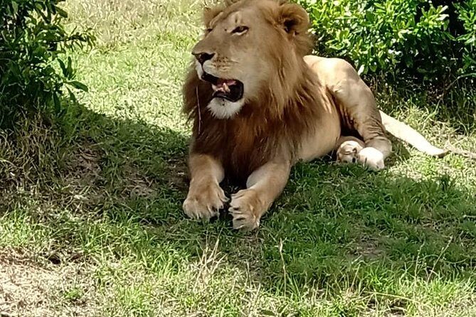 Maasai Mara Game Reserve - What Makes This Tour Stand Out