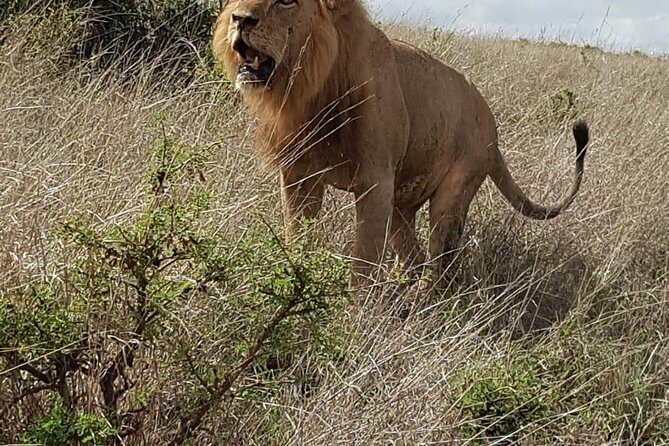 Maasai Mara Game Reserve - Practical Details