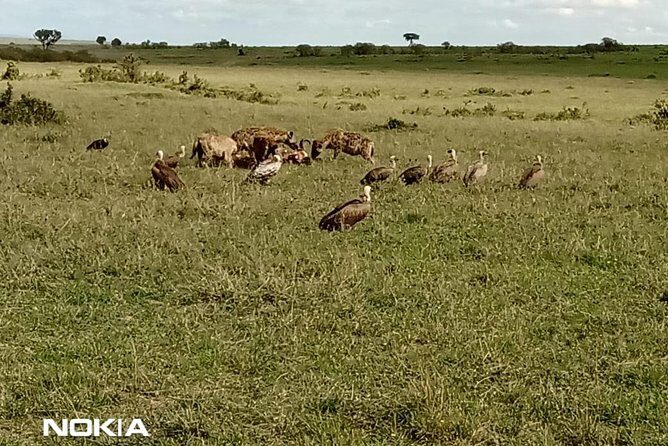 Maasai Mara Game Reserve - Who Is This Tour Best For?
