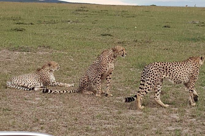 Maasai Mara Game Reserve - The Sum Up