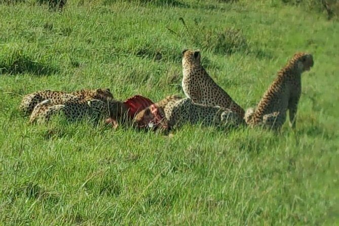 Maasai Mara Game Reserve - FAQs