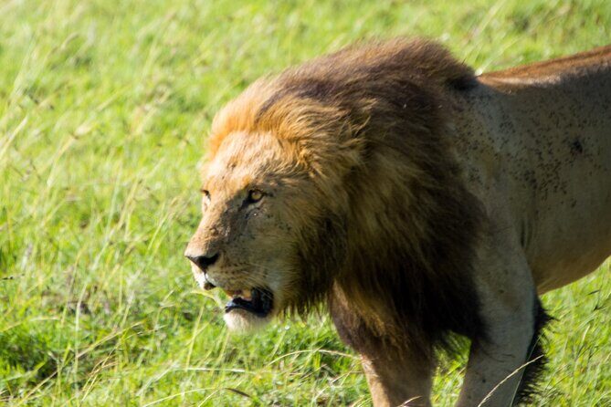 Maasai Mara National Reserve 3-day safari - An In-Depth Look at the Maasai Mara 3-Day Safari