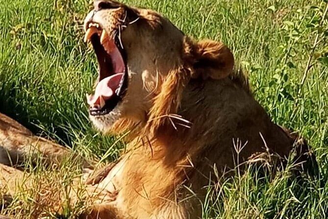 Maasai Mara National Reserve 3-day safari - Final Thoughts