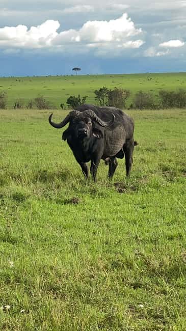 Maasai Mara Wildebeest Migration: 3 Day-Guided Safari - The Itinerary Breakdown