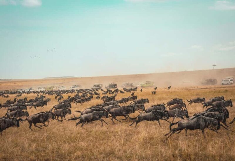 Maasai Mara Wildebeest Migration: 3 Day-Guided Safari - Analyzing the Price and Value