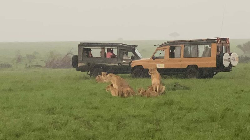 Maasai Mara Wildebeest Migration: 3 Day-Guided Safari - FAQ About the Maasai Mara Guided Safari