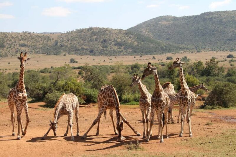Maasai, Mikumi NP & Chizua Falls 3 Days From Dar es salaam - Key Points