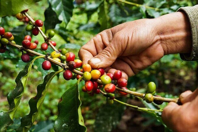 Maasai village visit, Materuni waterfalls & coffee experience - FAQs