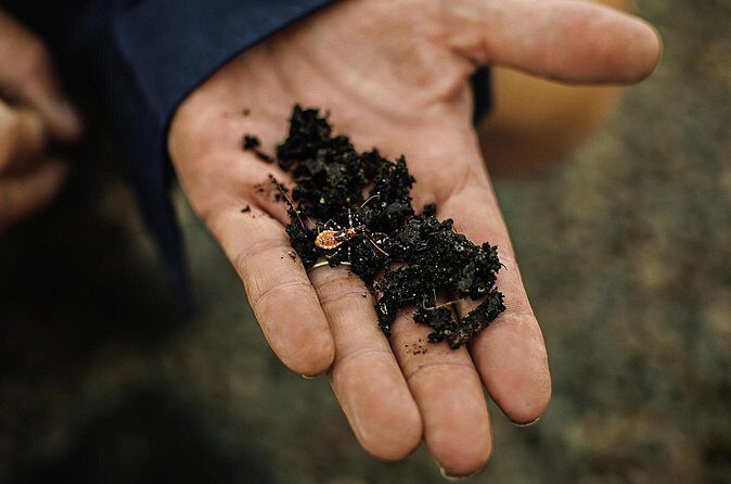 Macadamias Australia Orchard Tour in Bundaberg - Chocolate Room Insights: From Tree to Treat