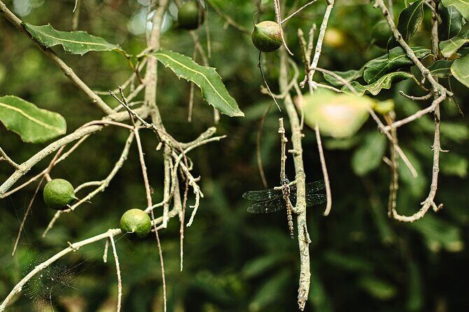 Macadamias Australia Orchard Tour in Bundaberg - The Orchard Café and Optional Lunch