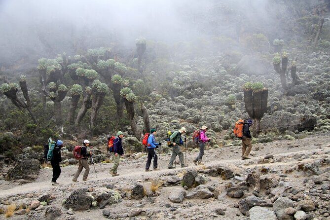 Machame Route 7-Day Private Kilimanjaro Trek - A Deep Dive into the 7-Day Machame Route