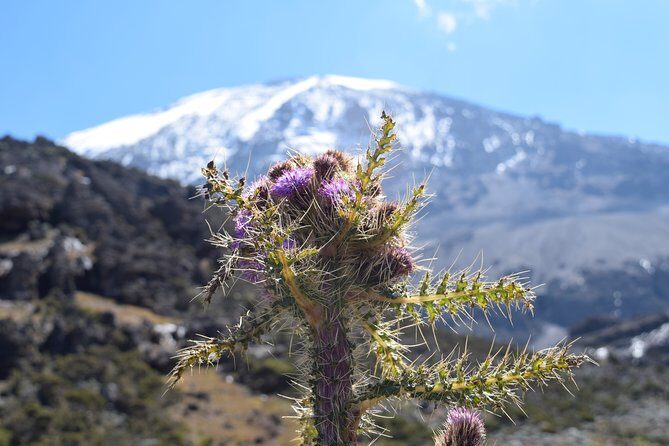 Machame Route 7 Days 6 Nights /Kilimanjaro Climb - Final Thoughts