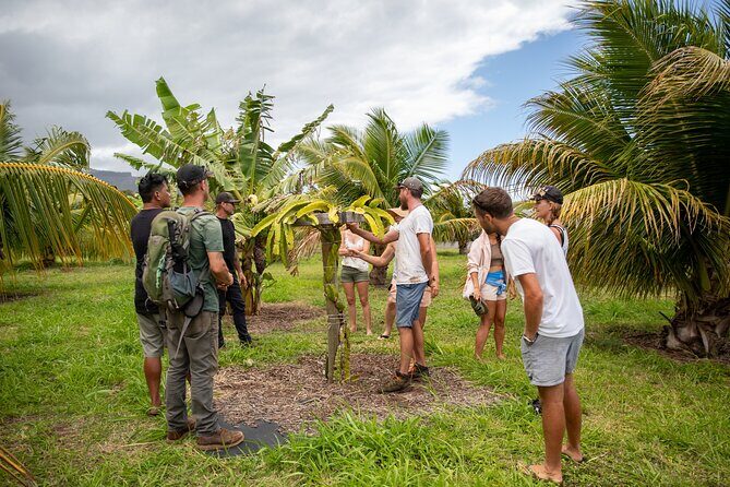 Macnut Tour, Picnic lunch and Maui Bees - Practical Details and Value