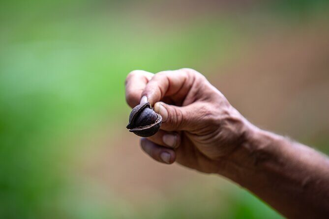Macnut Tour, Picnic lunch and Maui Bees - Final Thoughts: Is It Worth It?