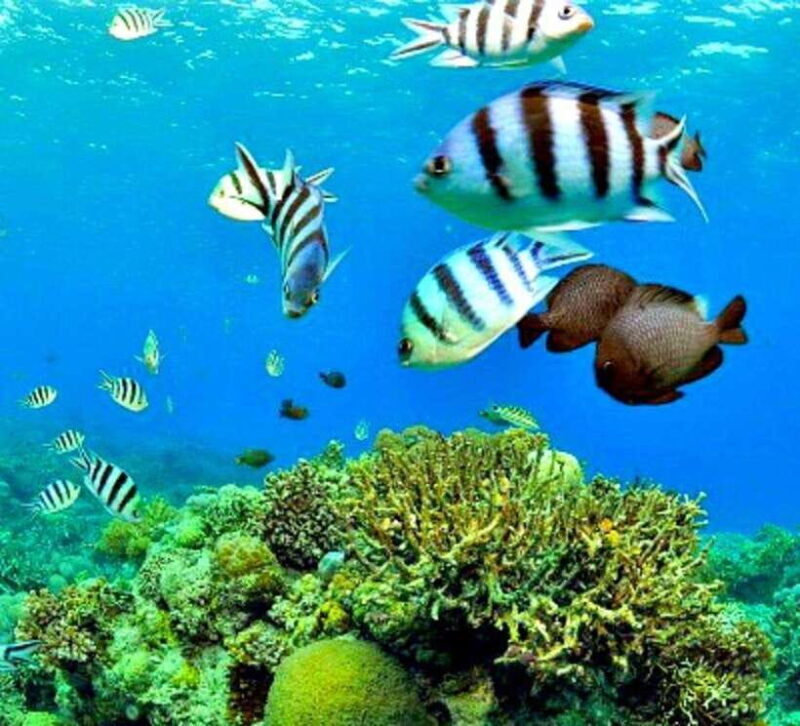 Mactan: Cebu Island Hopping Boat Tour with Lunch - Setting the Scene: What This Tour Offers