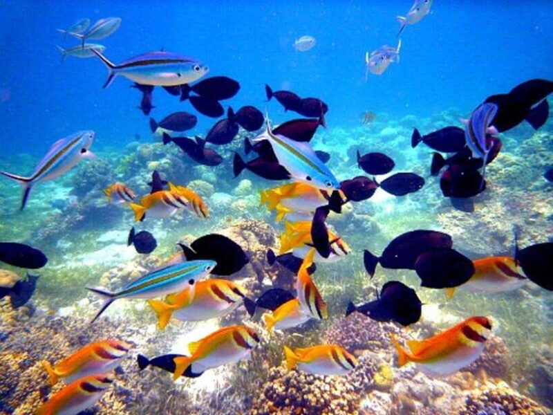 Mactan: Cebu Island Hopping Boat Tour with Lunch - Final Thoughts: Is It Worth It?