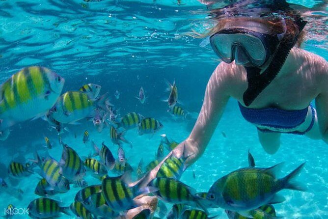 Mactan Cebu Island Hopping with Lunch - Gilutungan, Caohagan, Nalusuan - Overview of the Tour