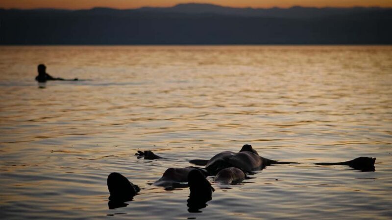 Madaba Mt. Nebo Deadsea : private tour - Who Should Consider This Tour?