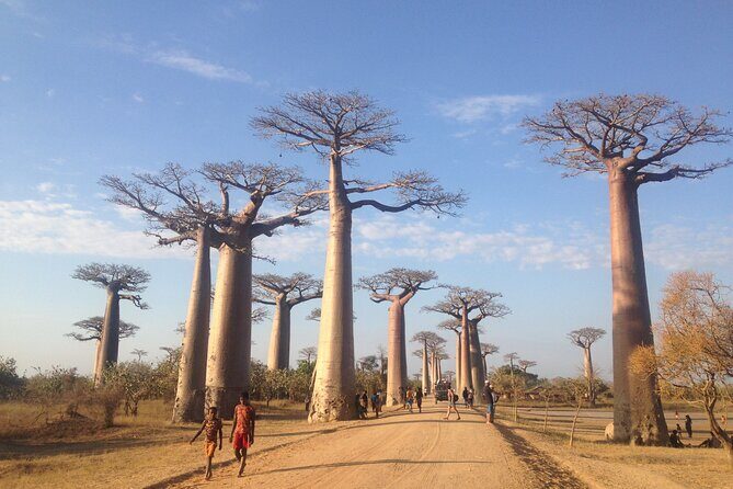 Madagascar 7 Days Baobabs and Lemurs Tour - Who Should Consider This Tour?