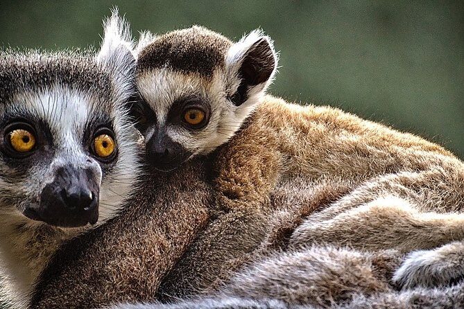 Madagascar Exploring Antananarivo to Andasibe 7 D/6 N (Comfort) - An In-Depth Look at Madagascars 7-Day Tour from Antananarivo to Andasibe