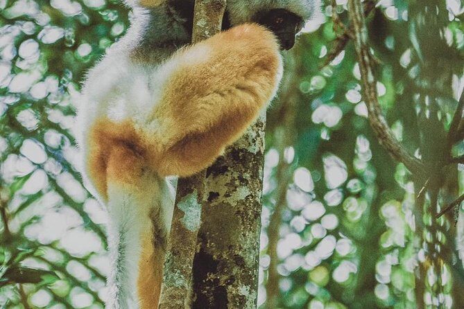 Madagascar Exploring Antananarivo to Andasibe 7 D/6 N (Comfort) - FAQs