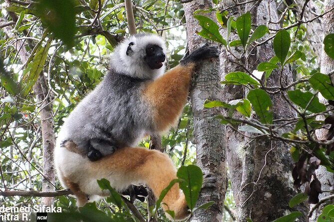 Madagascar in 7 days. Wildlife Expedition and Culture Immersion - Starting Point: Antananarivo and the Queen’s Palace