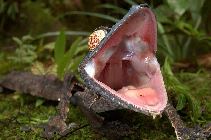 Madagascar in 7 days. Wildlife Expedition and Culture Immersion - Transition to the East Coast: Canals and Fishing Villages