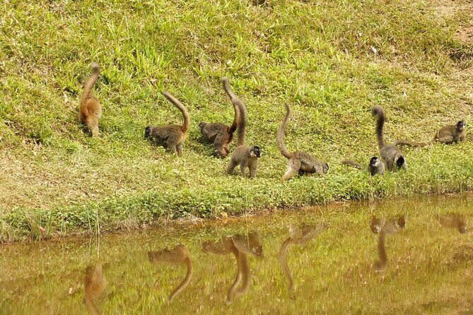 Madagascar in 7 days. Wildlife Expedition and Culture Immersion - Spending Leisure Time in Akanny Nofy