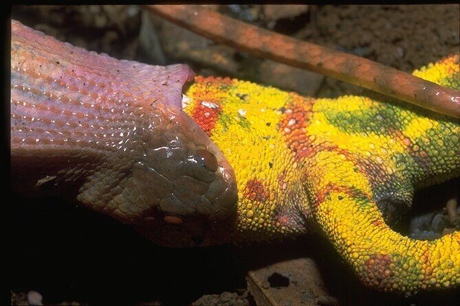 Madagascar in 7 days. Wildlife Expedition and Culture Immersion - Practical Details and Value
