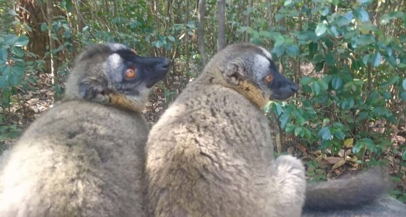 Madagascar: Indri Lemur Encounter Experience 4-days trip - FAQs