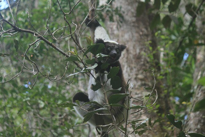 Madagascar Wildlife Tour for 02 days - Key Points