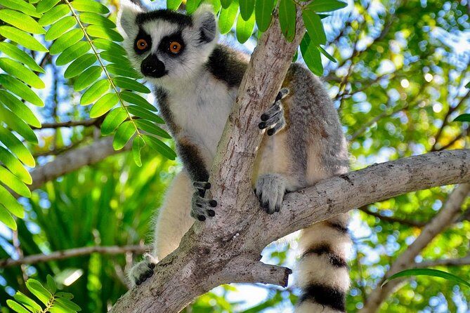 Madagascar Wildlife Tour for 02 days - Why This Tour Works