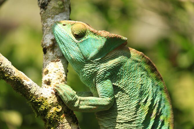Madagascar Wildlife Tour for 02 days - The Sum Up