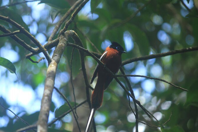 Madagascar Wildlife Tour for 02 days - FAQ